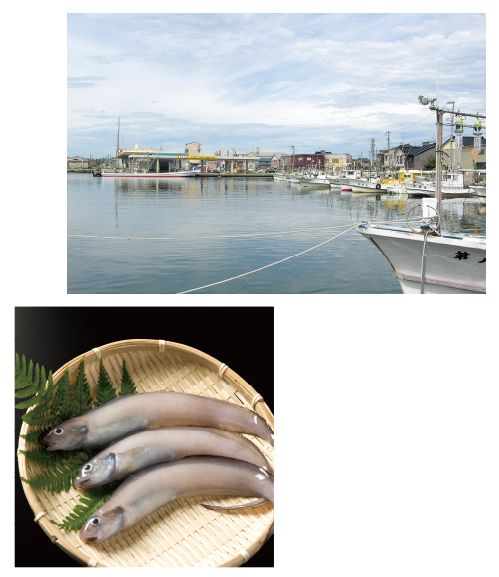 「幻魚サプリ」に使用しているゲンゲは、すべて富山県の漁協所属の組合員が獲った富山湾産のゲンゲです。