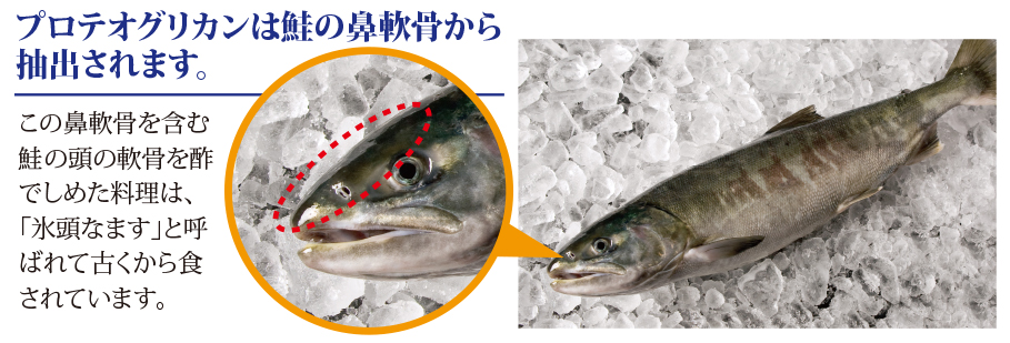 プロテオグリカンは鮭の鼻軟骨から